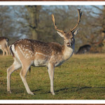 Wild deer herd at Knole NT Kent