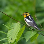 Blackburnian Warbler : Setophaga fusca