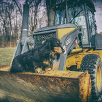 Dachshund and Deere