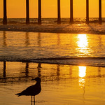 Silhouette Reflections