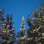 Blue skies and tree tops