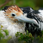 Juvenile frigatebird after rainshower