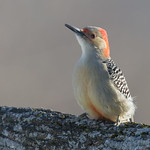 catching the winter light