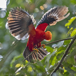 Andean Cock-of-the-rock (sanguinolentus) - Rupicola Peruvianus sanguinolentus