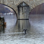 Cormorant pretending to be a bridge