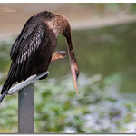 Anhinga (Female)