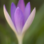 First Crocus