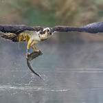 Diving Osprey