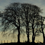 Silhouette Sentinels