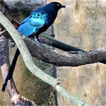 choucador &agrave; longue queue