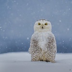 Snowy Owl
