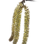 Catkins (1)