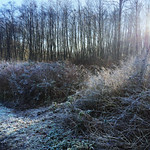 Deer Lake Park 20160109 123&fnof;