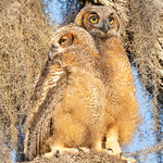 Best Buds, Huey and Dewey