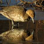Northern pintail, Anas acuta, Stj&auml;rtand