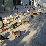 Cats sanctuary Cyprus