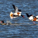 Common shelducks.