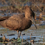 HAMERKOP // SCOPUS UMBRETTA (56cm)