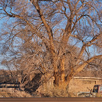 cottonwood, adobe and old trucks in Abeytas NM