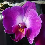 Orchid