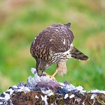 Goshawk Juvenile