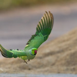 A Rose Ringed Parakeet flying away after having the grain
