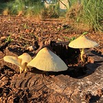 Mushroom village fungi