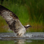 Osprey fishing (Cairngorms National Park, Scotland) June 2021