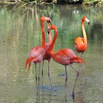 Phoenicopterus ruber - Flamant des Cara&iuml;bes ou Flamant de Cuba ou Flamant rouge - American flamingo or Caribbean flamingo - 14/02/22