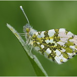 Orange Tip (Anthocharis cardamines) male