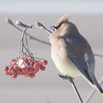 Jaseur d'Amérique, Cedar Waxwing - Qu&eacute;bec, Canada - 09529