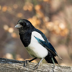 angels with dirty faces?