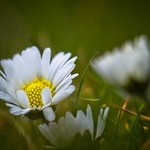 G&auml;nsebl&uuml;mchen