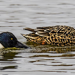 Shovelers Shoveling Along!