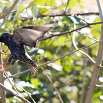 Woodberry Wetlands | North London walk-16