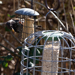 Woodberry Wetlands | North London walk-14