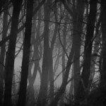 Lost in tanglewood fog as the light of the day drains away. Beecraigs Park, near Linlithgow, West Lothian, Scotland