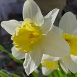 Back Yard Safari - Spring