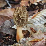 morel