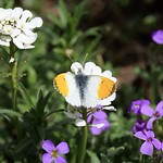 Orange Tip butterfly (male) in my garden