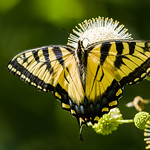 0P7A0783 Tiger Swallowtail Butterfly, Canada