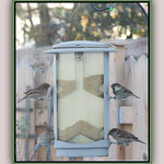 Four At The Feeder