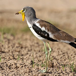 White-crowned Lapwing - Vanellus albiceps