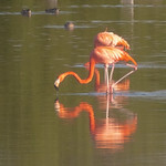 American Flamingo (Phoenicopterus ruber) - 20161227-06