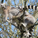 Ring-tailed lemur with young
