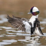 Bufflehead-male