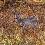 White-Tailed Deer #2 - 2021-04-17