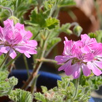 Pelargonium
