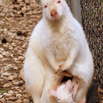Albino Wallaby with Joey - Kentucky Down Under