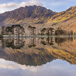 Springtime Sentinels